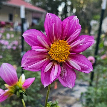HBG Strawberries & Cream Dahlia