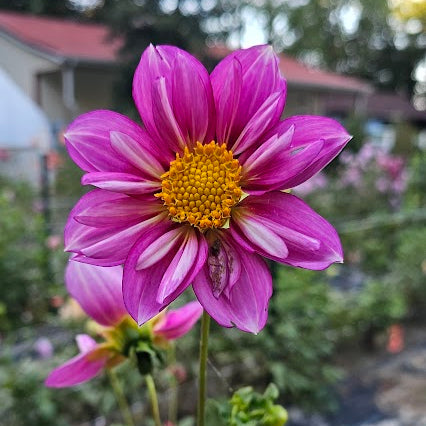 HBG Strawberries & Cream Dahlia