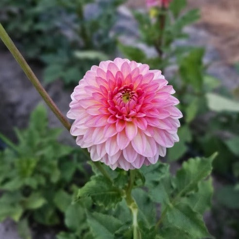 Hillcrest Suffusion Dahlia