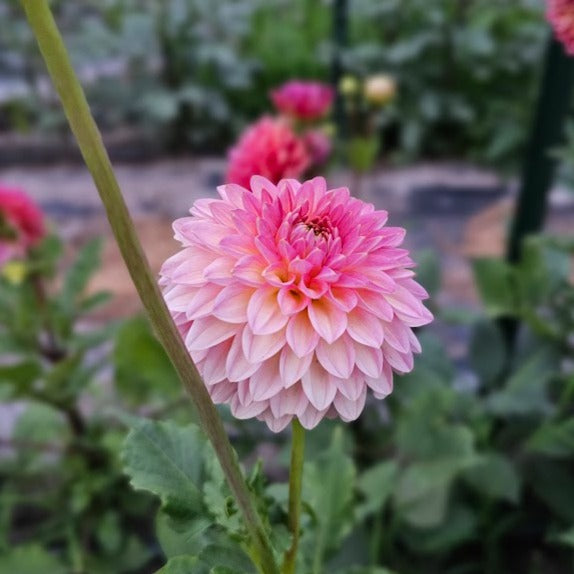 Hillcrest Suffusion Dahlia – Lucky Penny Flower Farm