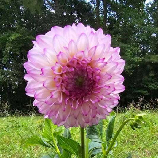 Hilltop Glo Dahlia