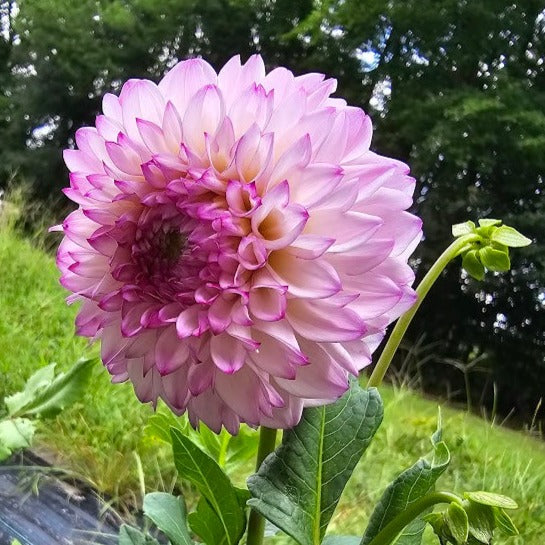 Hilltop Glo Dahlia