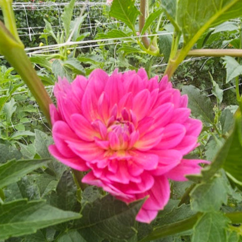 Hollyhill Daydream Tuber