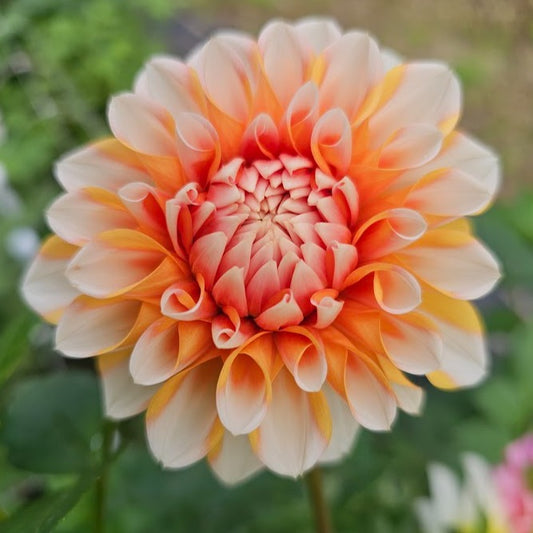 Hollyhill Orange Ice Dahlia