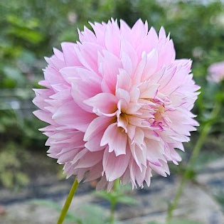 Hollyhill Pinkie Dahlia