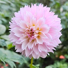 Hollyhill Pinkie Dahlia