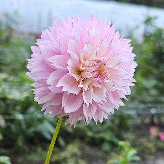 Hollyhill Pinkie Dahlia