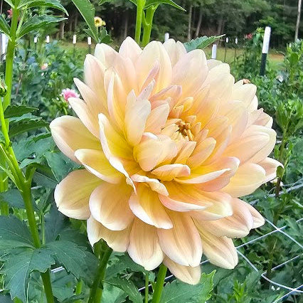 Hollyhill Serenity Tuber