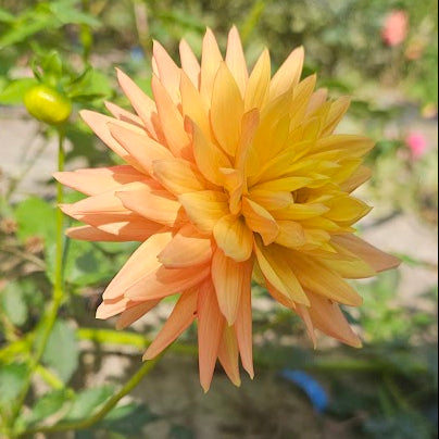 Hollyhill Zarina Dahlia