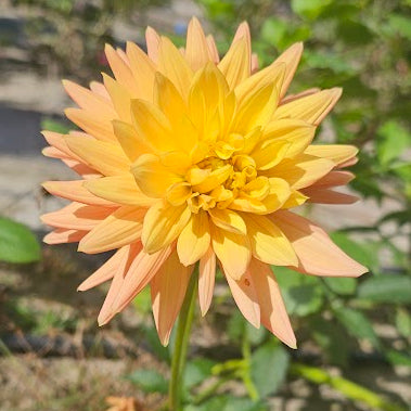 Hollyhill Zarina Dahlia