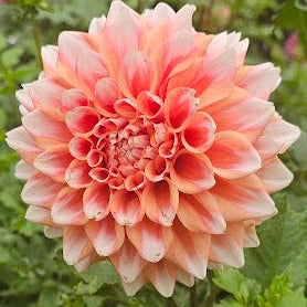 Hollyhill Orange Ice Dahlia