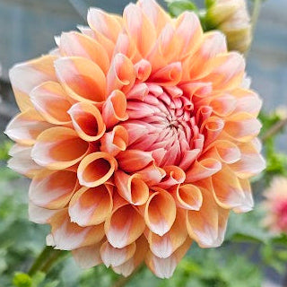 Hollyhill Orange Ice Dahlia