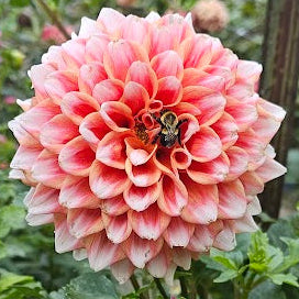 Hollyhill Orange Ice Dahlia