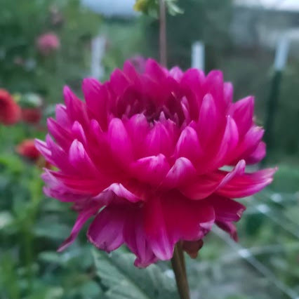 Hollyhill Pandora Tuber