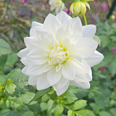 I Do Dahlia