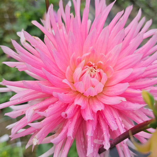 Hollyhill Cotton Candy Dahlia