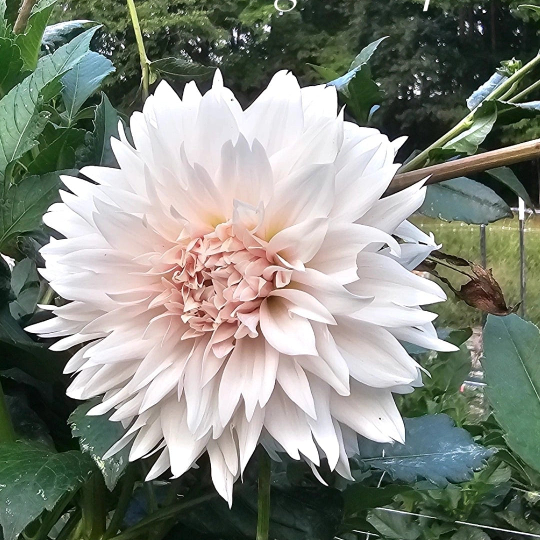 Lee's Fluffy Buffy Dahlia