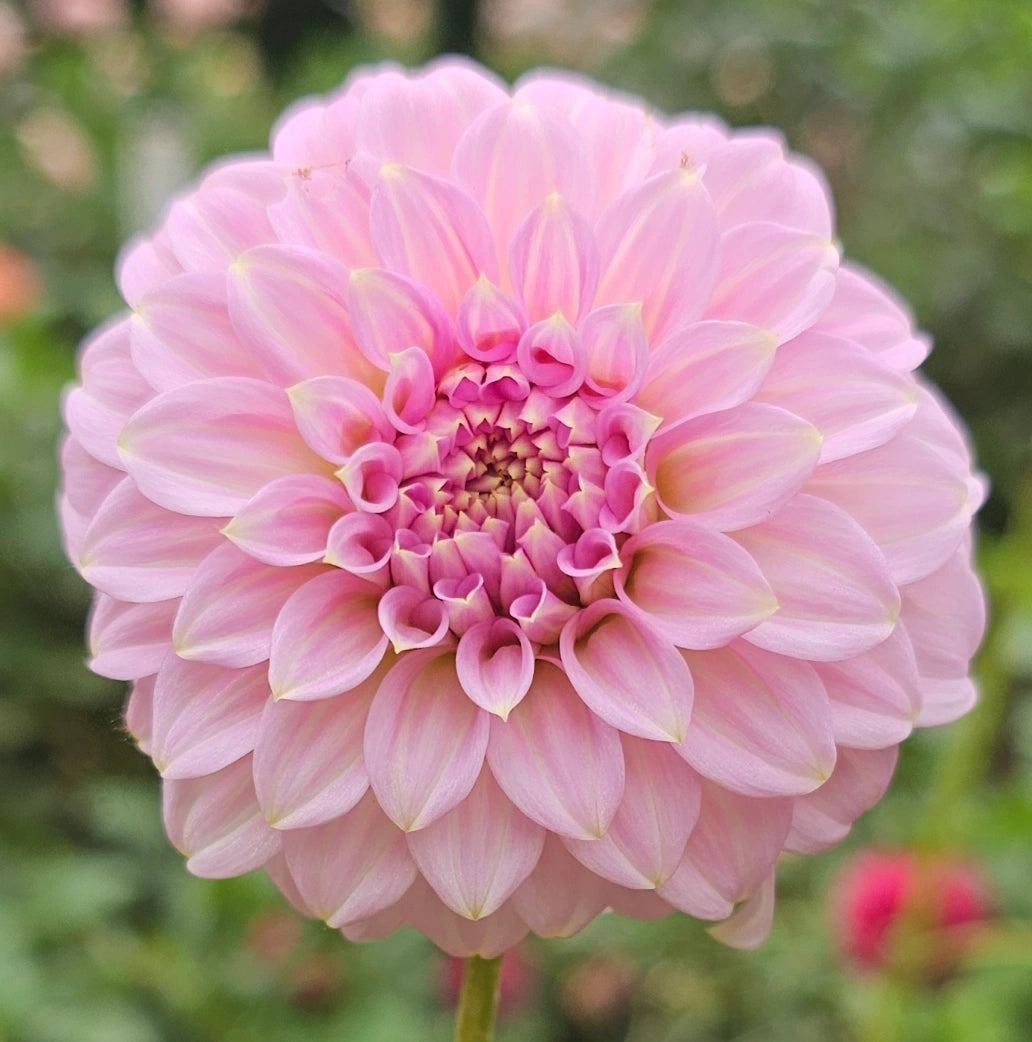 Araluen Leatrice Dahlia - LIMIT 1