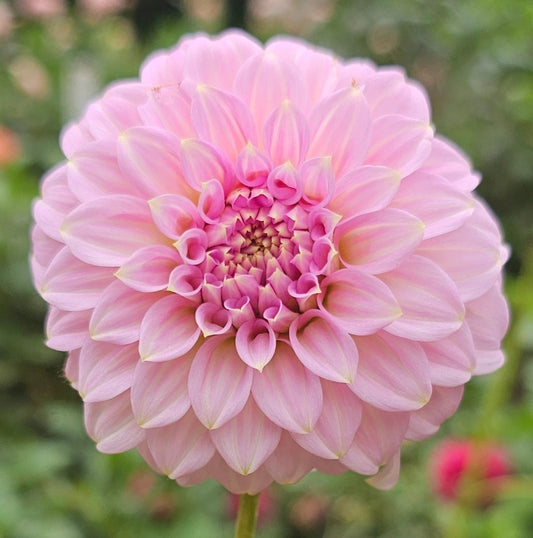 Araluen Leatrice Dahlia - LIMIT 1