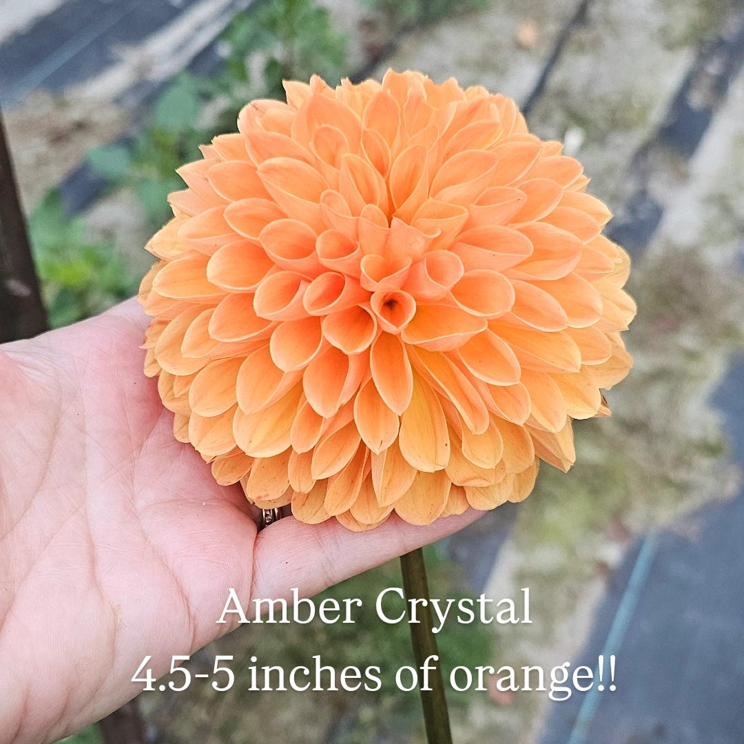 Amber Crystal Dahlia