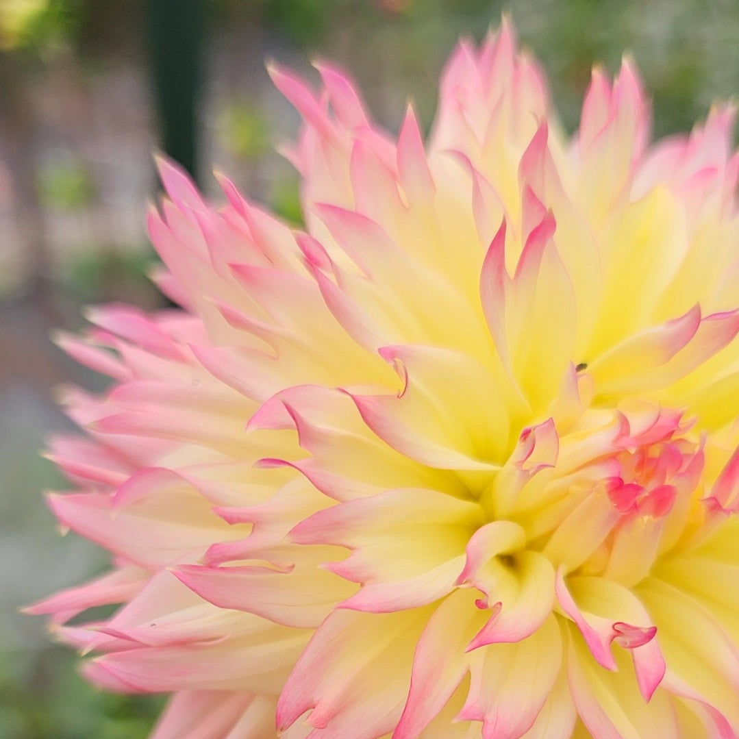 Vista Char Dahlia