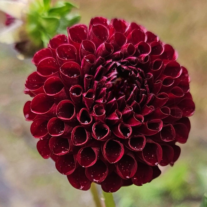 Hapet Granat Dahlia - LIMIT 1