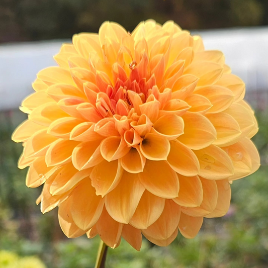 Amber Crystal Dahlia