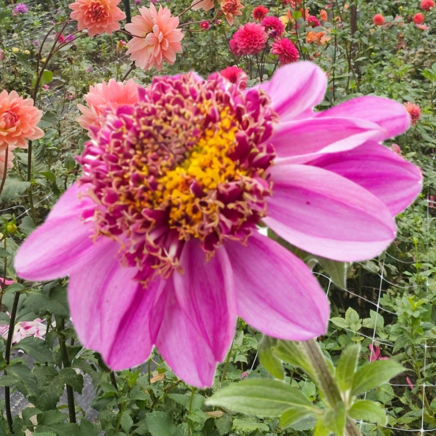 Dad's Favorite Dahlia