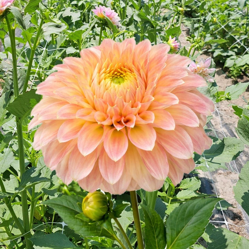 Bracken Sarah Dahlia