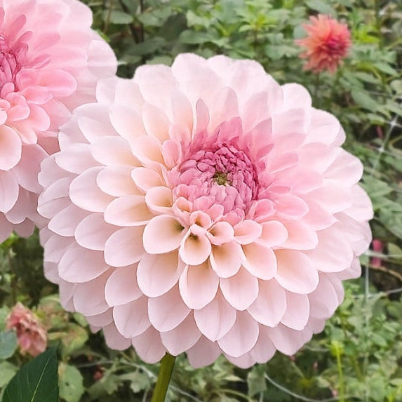 Bloomquist Tory P Dahlia