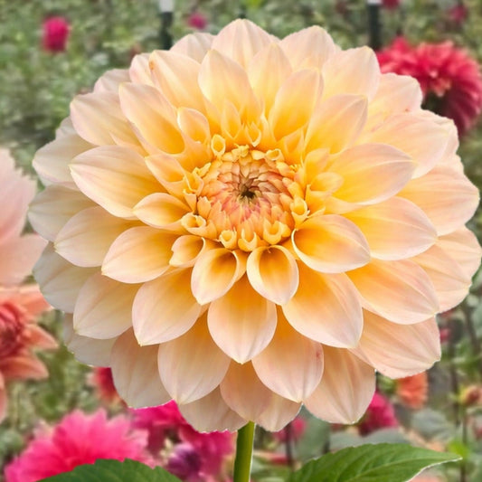 Sidehill Trishie Dahlia