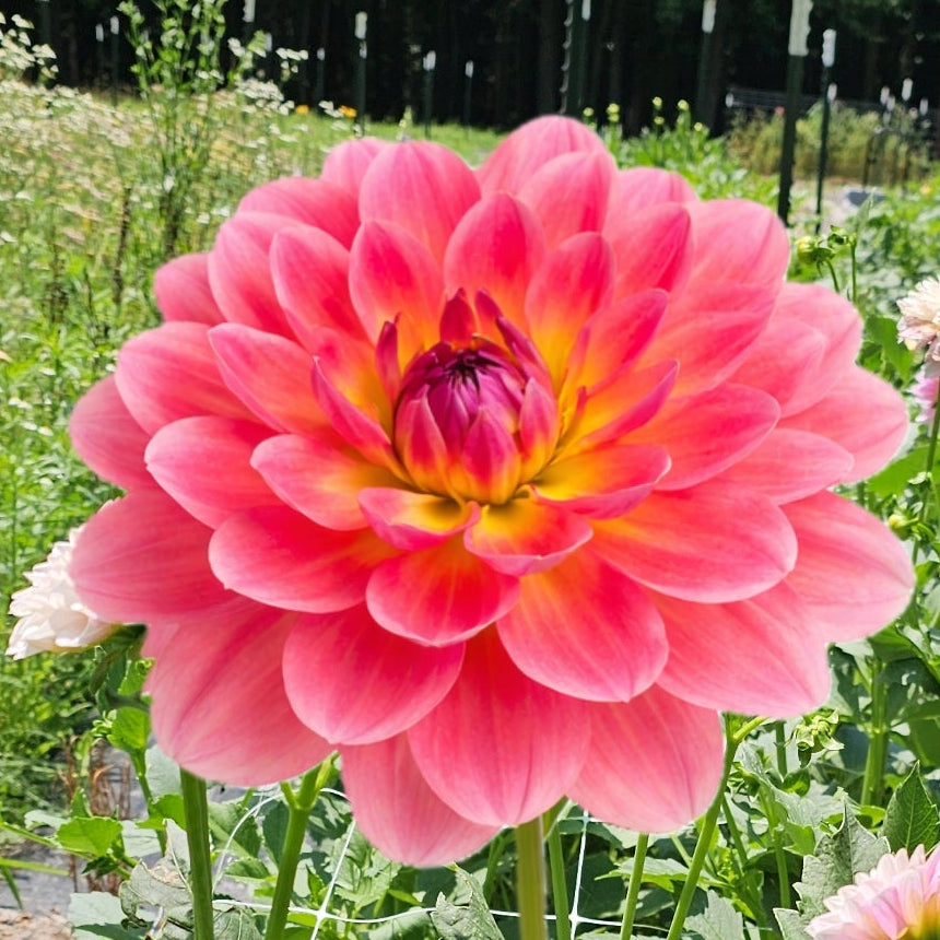 Wildwood Marie Dahlia