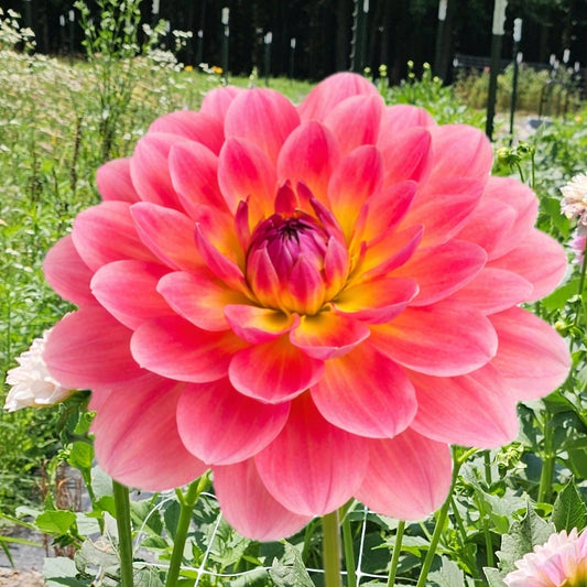 Wildwood Marie Dahlia