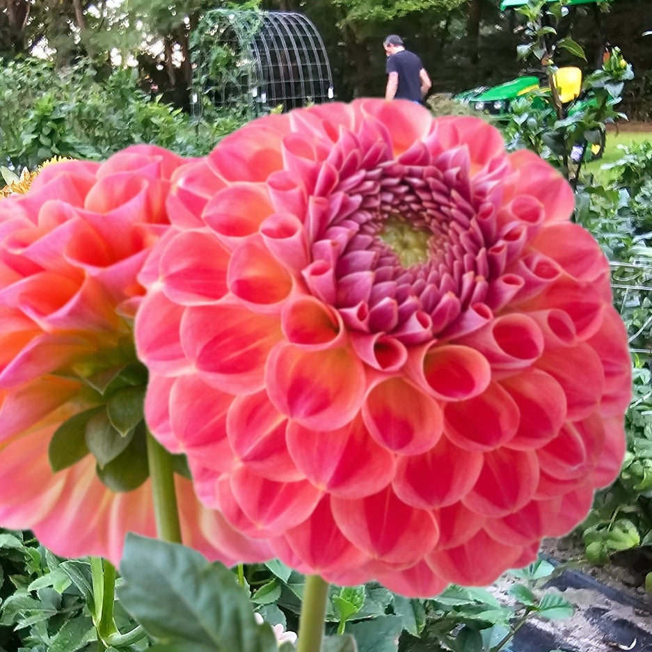 Verkist Cosmic Dahlia