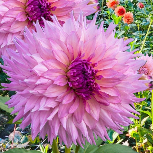 Veca Lucia Dahlia
