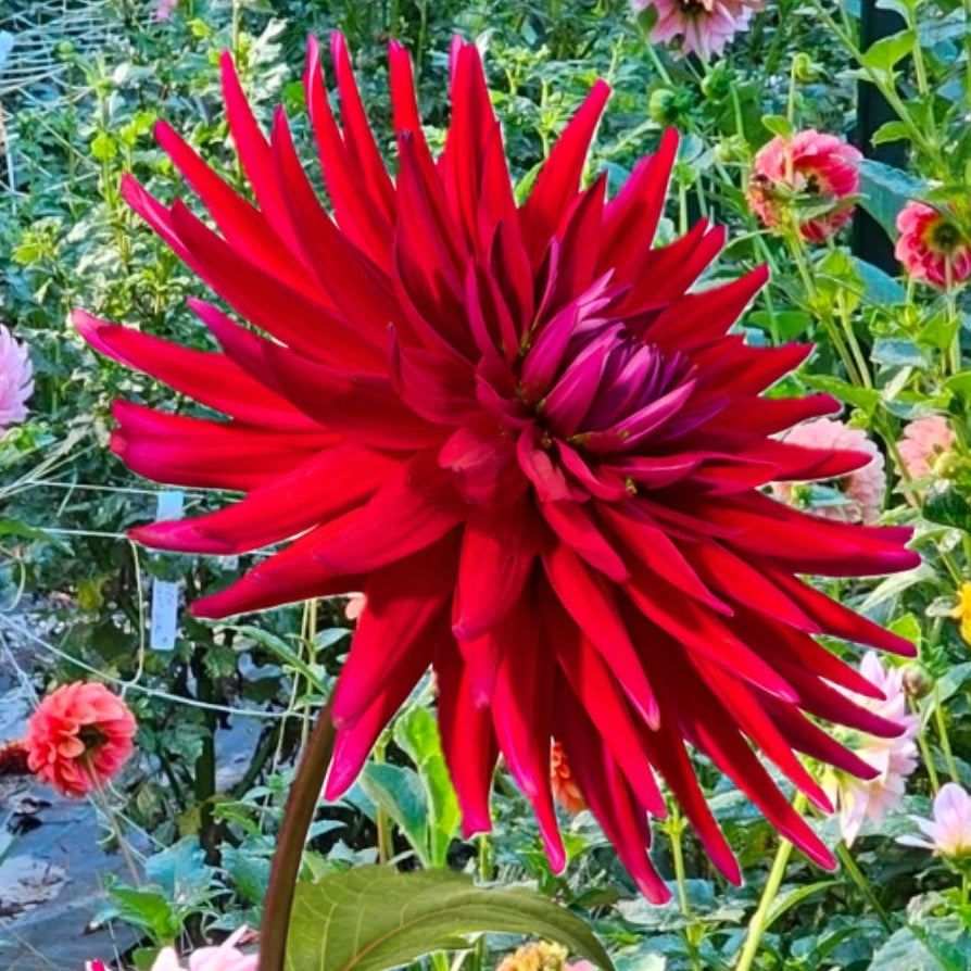 Juanita Dahlia
