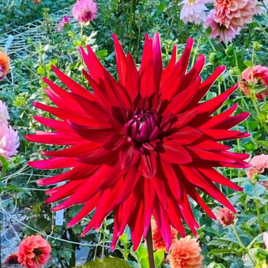 Juanita Dahlia