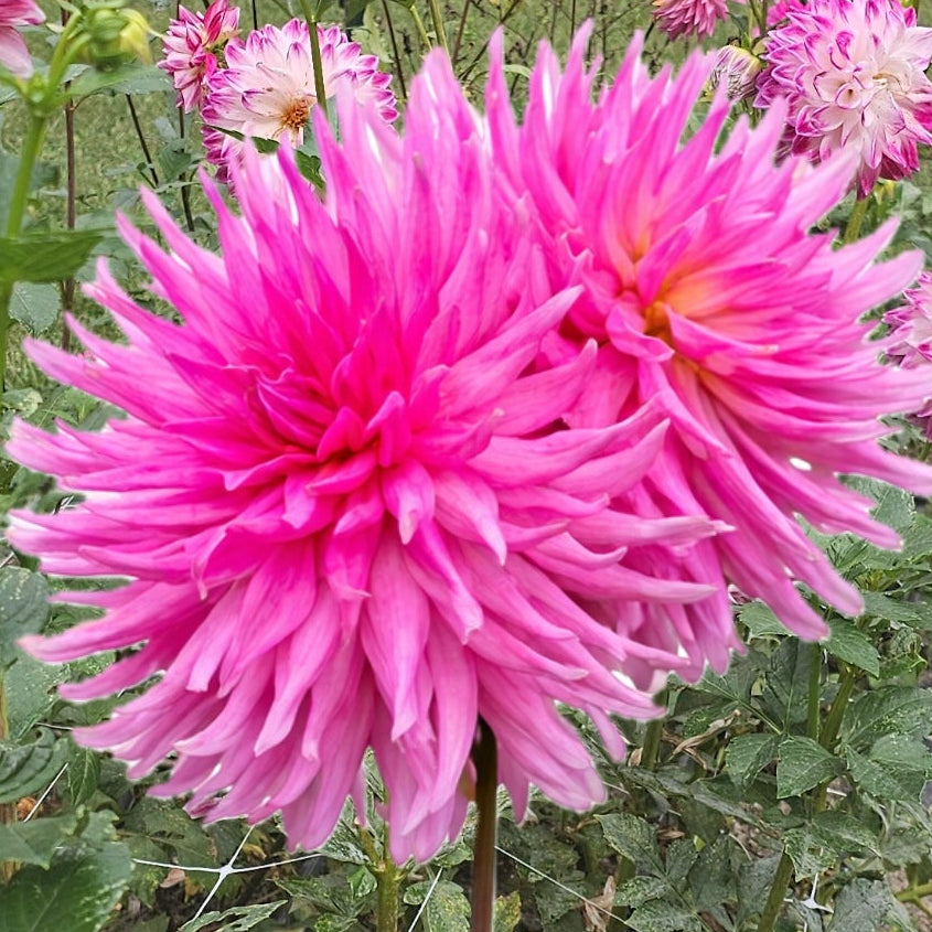 Parkland Rave Dahlia