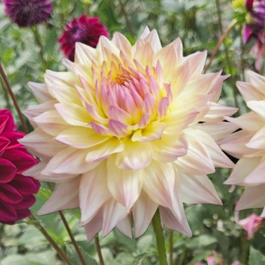 Netherton Cindy Dahlia