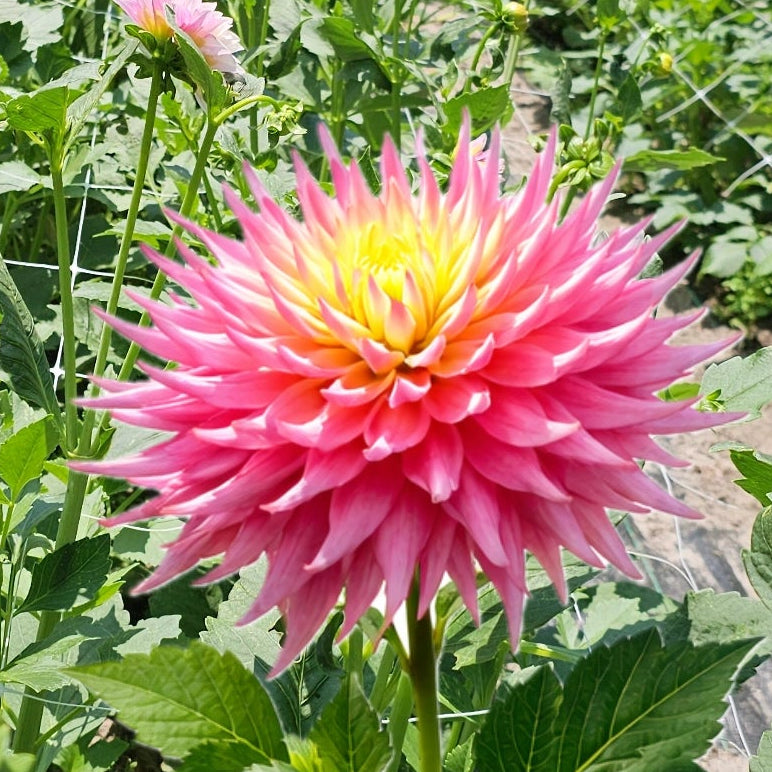 Clearview Jonas Dahlia
