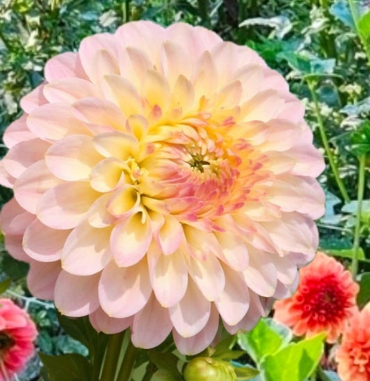Arnside Rose Dahlia