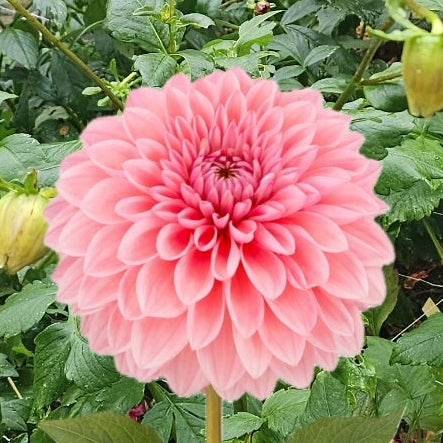 Beauty Queen Dahlia