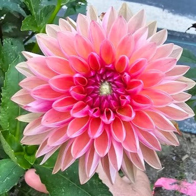 Intrigue Dahlia