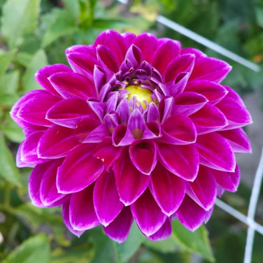 Jowey Marilyn Dahlia