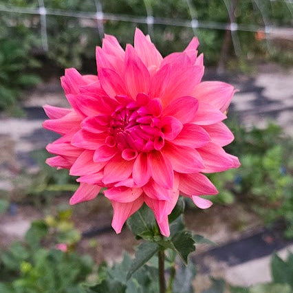 Just Peachy Dahlia