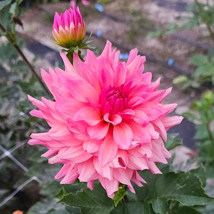 Just Peachy Dahlia