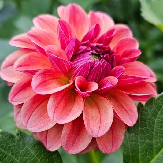 KA's Blood Orange Dahlia