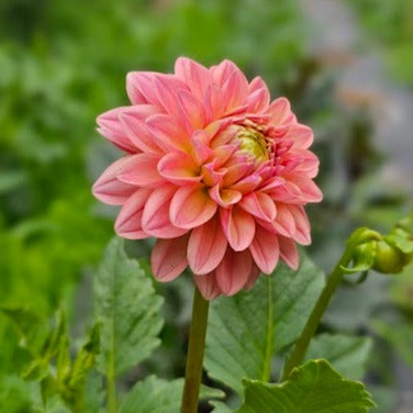 KA's Boho Peach Dahlia