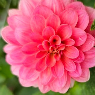 KA's Boho Peach Dahlia