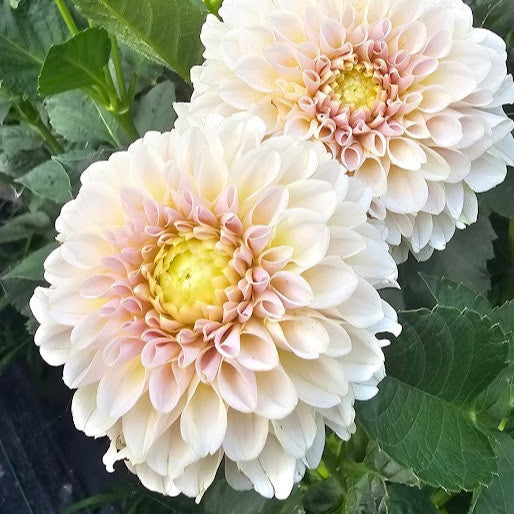 KA's® Cinder Rose Tuber - LIMIT 1 * PLEASE READ
